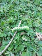 Image of privet hawk-moth