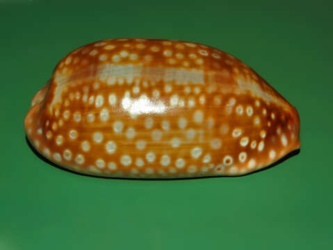 Image of measled cowrie