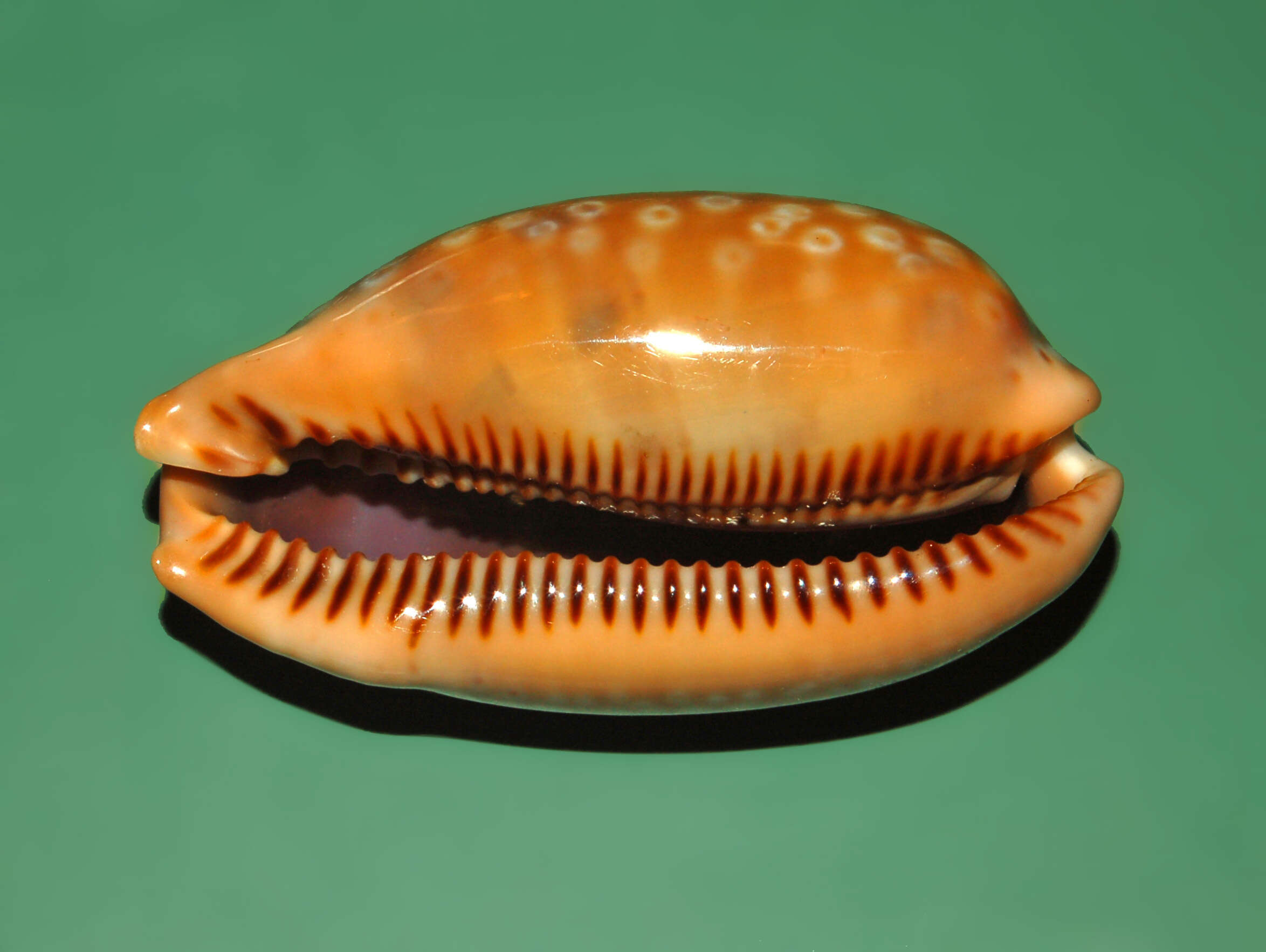 Image of measled cowrie