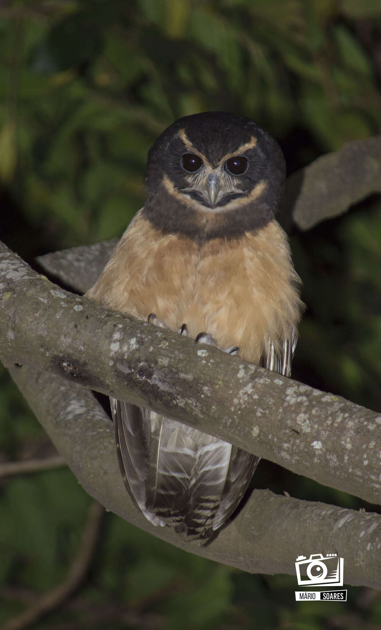 Image of Tawny-browed Owl