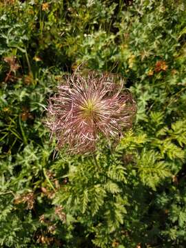 Image of Pulsatilla aurea (N. Busch) Juzepczuk