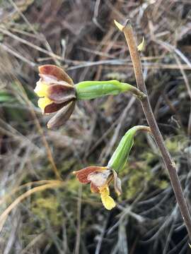 Image of Prosthechea varicosa (Bateman ex Lindl.) W. E. Higgins