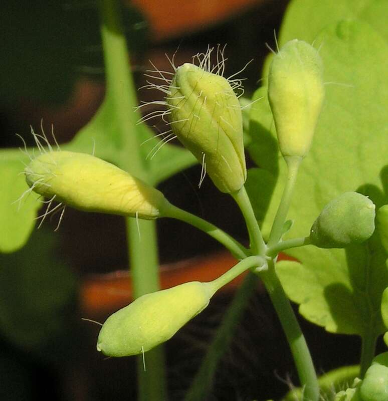 Chelidonium resmi