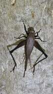 صورة Eneoptera nigripedis Robillard 2005