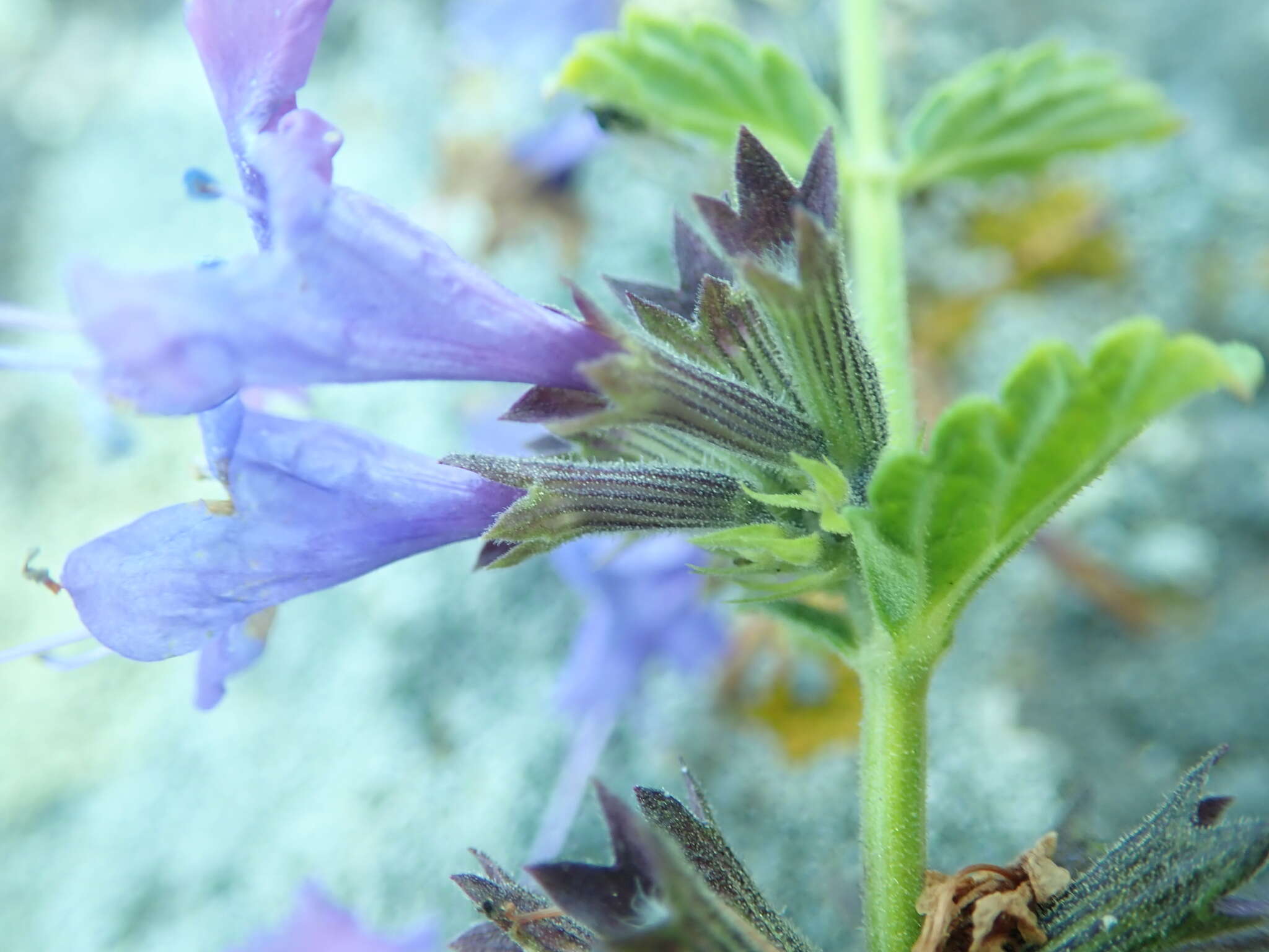 Image of Lophanthus chinensis Benth.