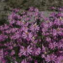 Image of Schizanthus hookeri Gill. ex R. Grah.