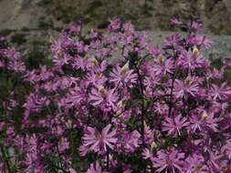 Image of Schizanthus hookeri Gill. ex R. Grah.