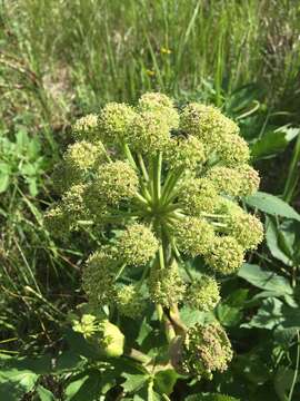 Image of Giant Angelica