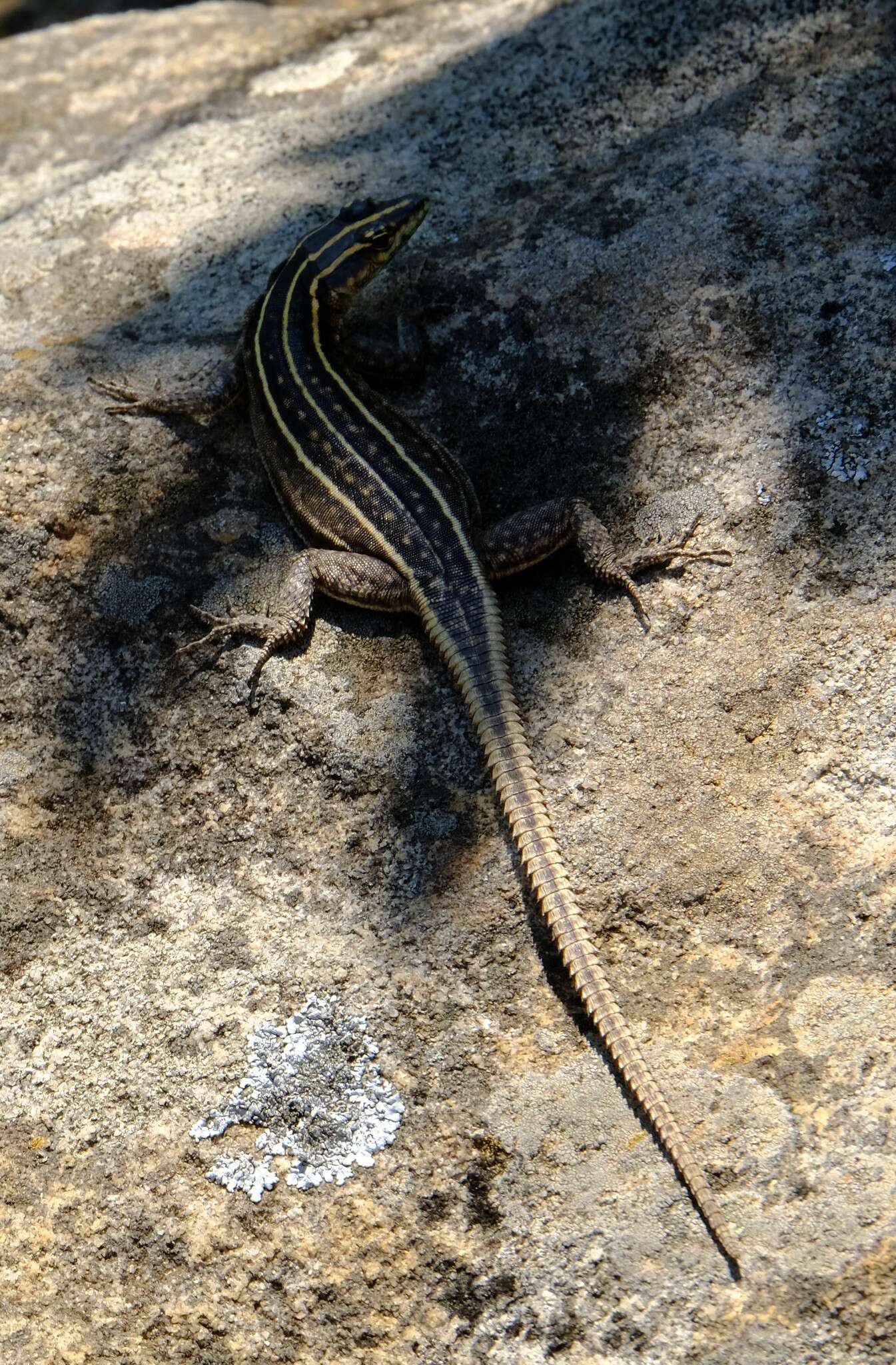 Image de Platysaurus intermedius natalensis Fitzsimons 1948