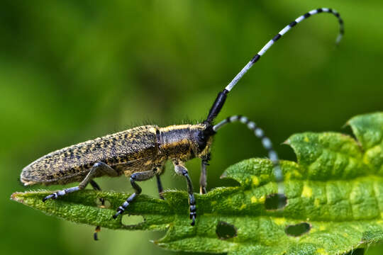 Image of Agapanthia (Epoptes) villosoviridescens (Degeer 1775)