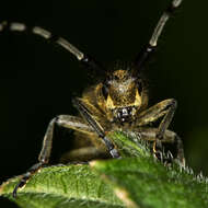 Image of Agapanthia (Epoptes) villosoviridescens (Degeer 1775)