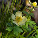 Image of American globeflower