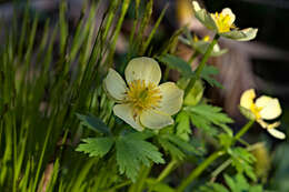 Image of American globeflower