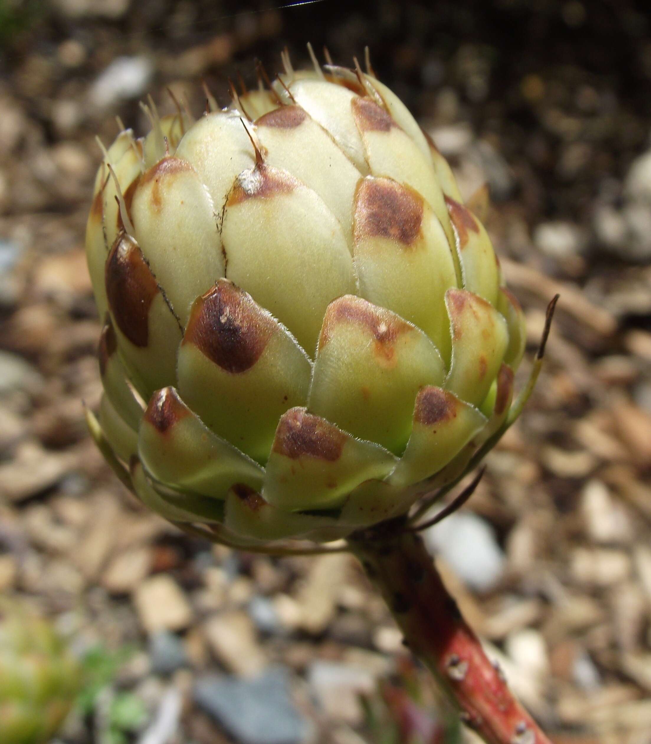 Plancia ëd Protea scolymocephala (L.) Reich.