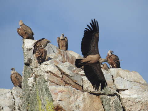 Image of Eurasian Griffon Vulture