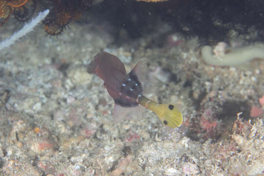 Image of trumpetfishes