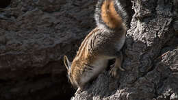 Image of Long-eared Chipmunk