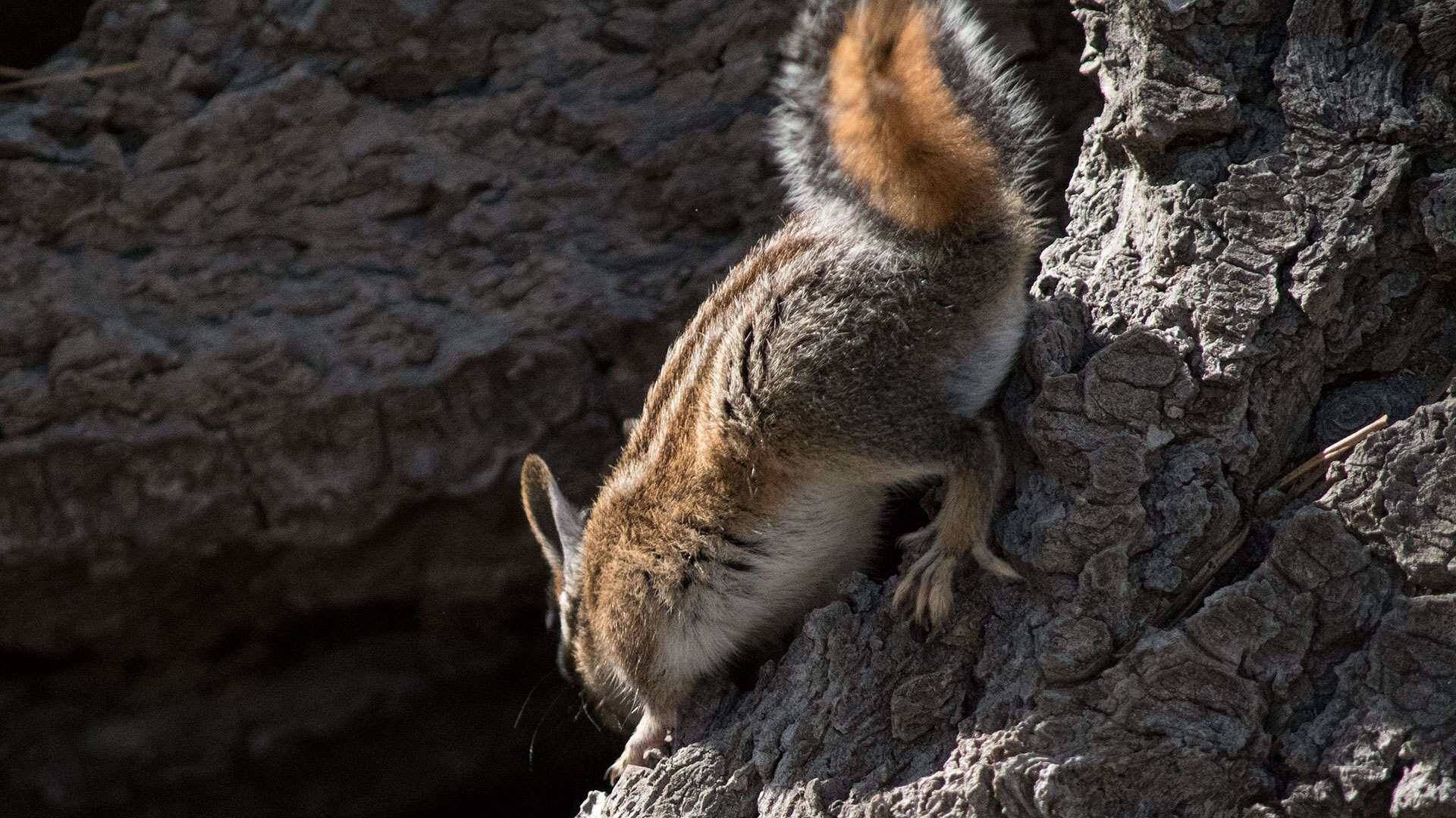 Image of Long-eared Chipmunk