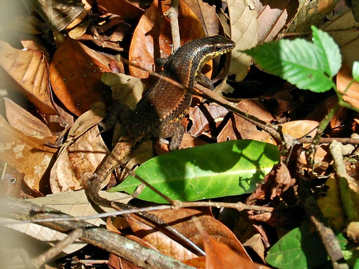 Plancia ëd Eutropis lewisi