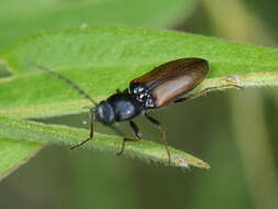 Image of <i>Oestodes tenuicollis</i>