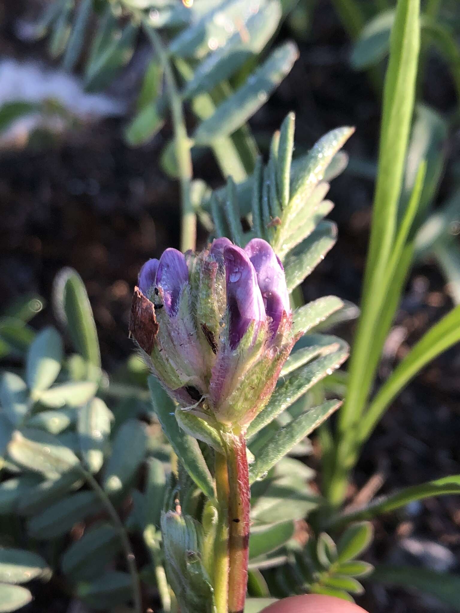 صورة Astragalus bibullatus Barneby & E. L. Bridges