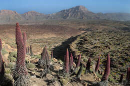 Image of Echium wildpretii H. H. W. Pearson ex Hook. fil.