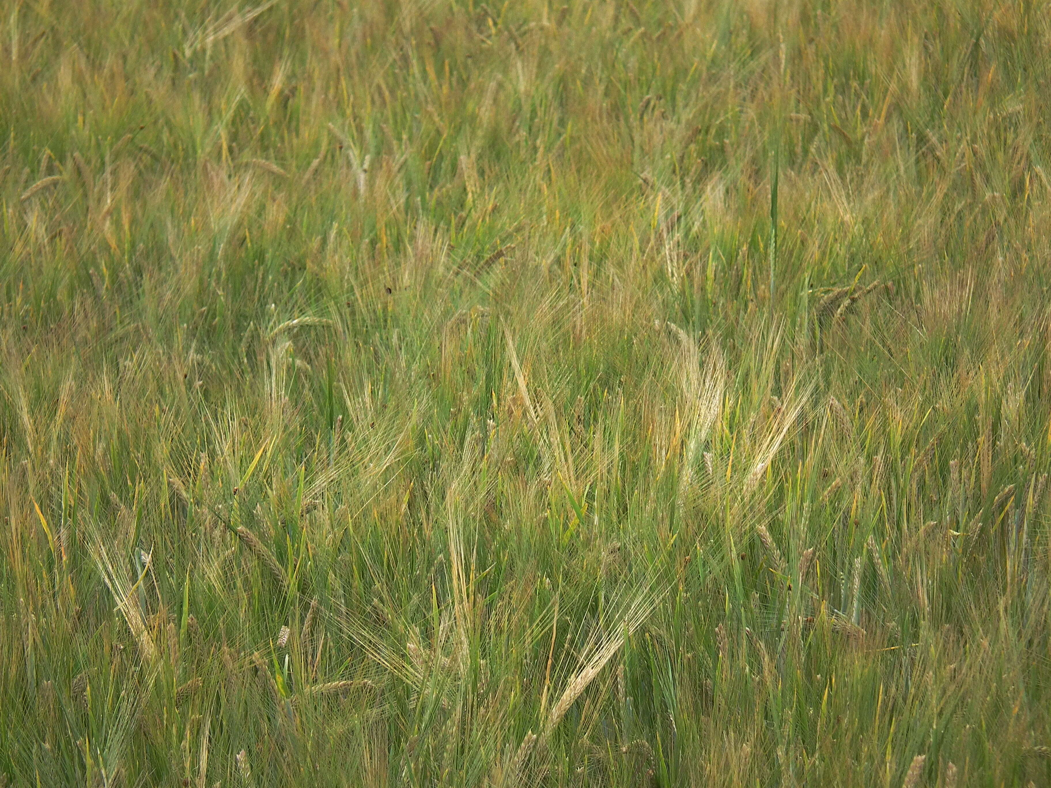 Image of common barley