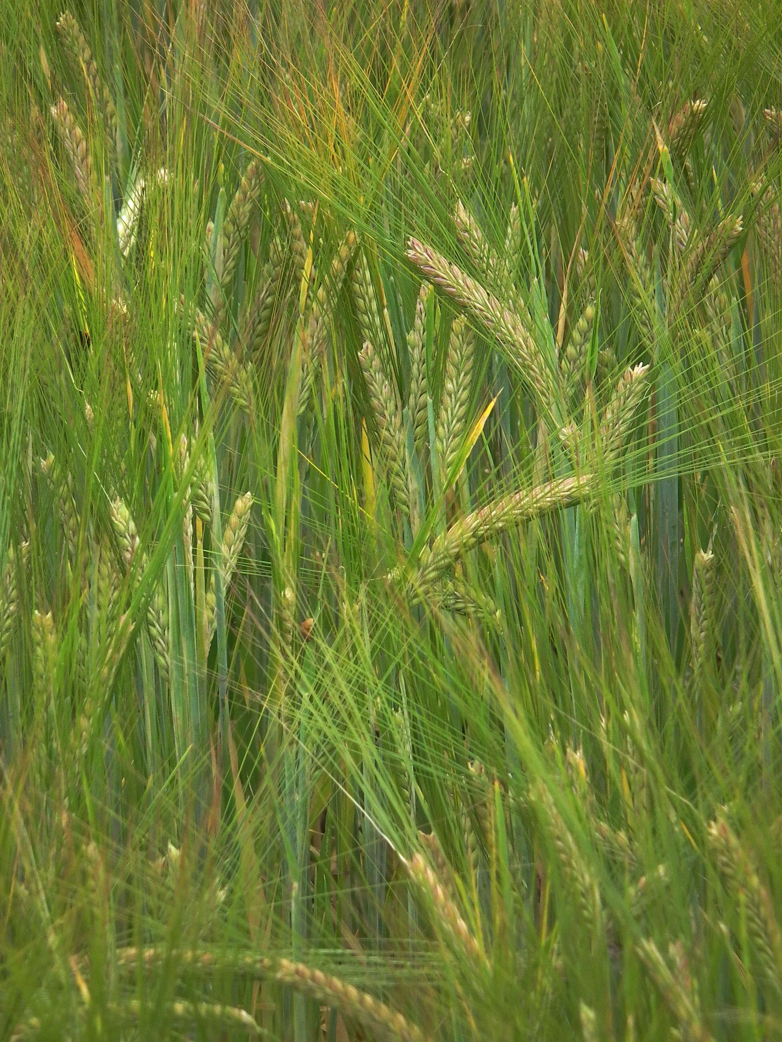 Image of common barley