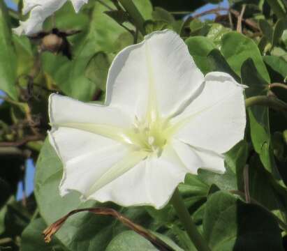 Image of Moonflower or moon vine