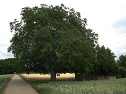 Image of Common walnut