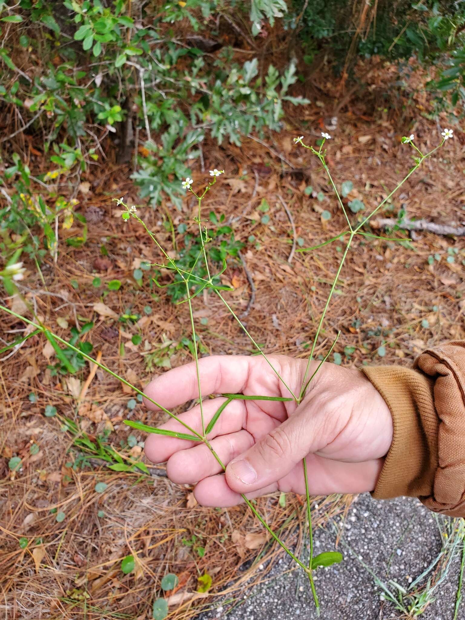 Image of summer spurge