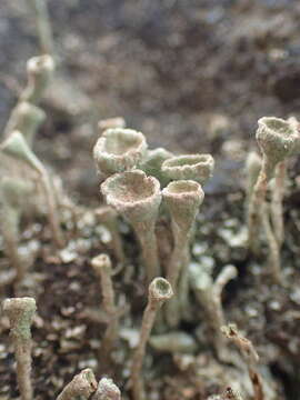 Image of cup lichen