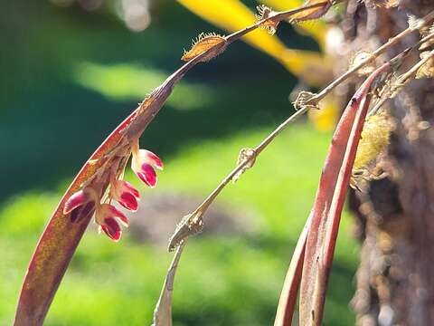 Image de Trichosalpinx dependens (Luer) Luer