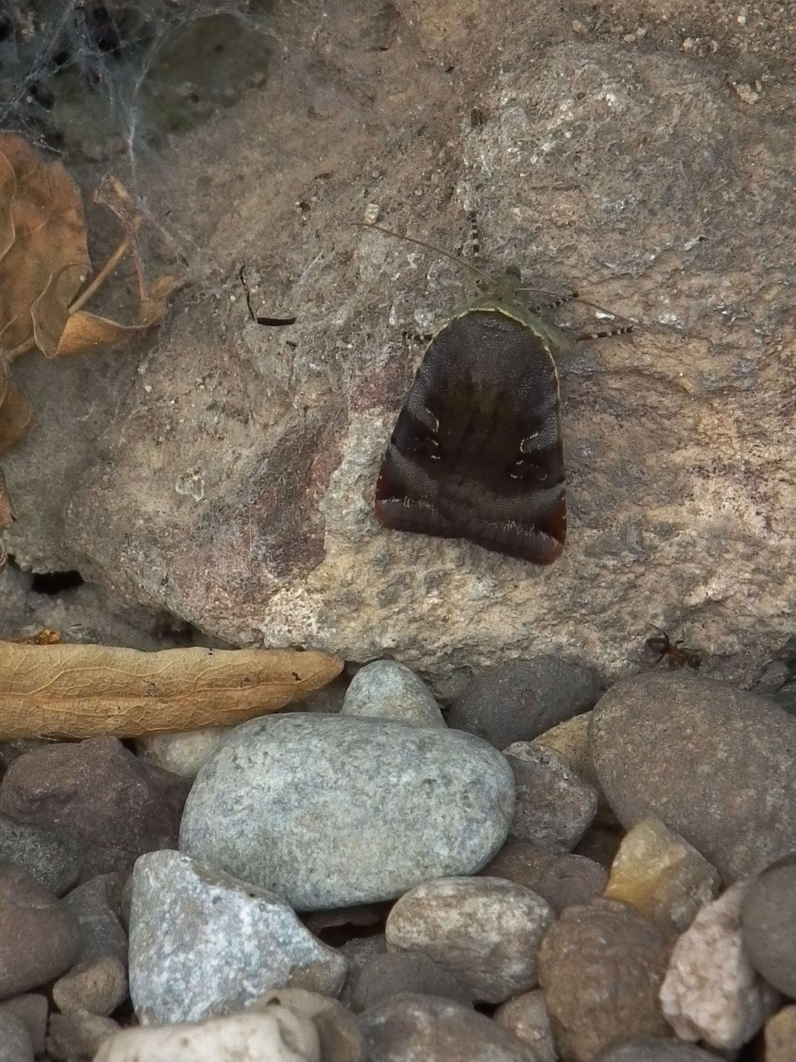 Image of langmaids yellow underwing