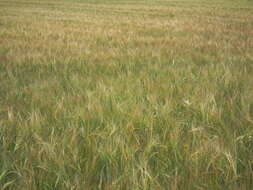 Image of common barley