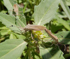 Image of Euphorbia Bug