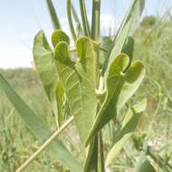 Imagem de Cynanchum acutum subsp. acutum