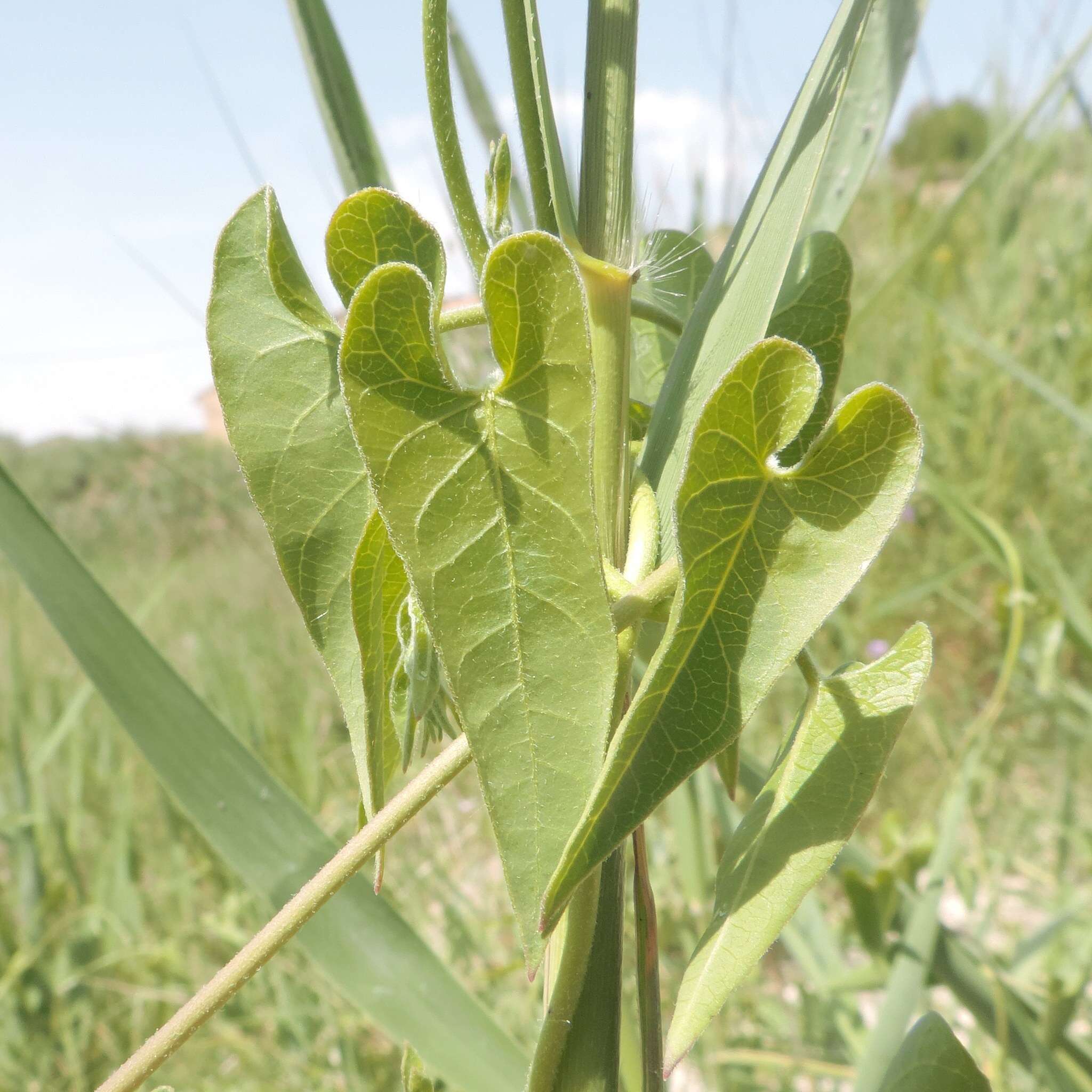 Image of Cynanchum acutum subsp. acutum