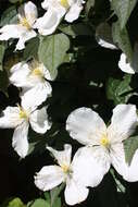 Image of Himalayan Clematis