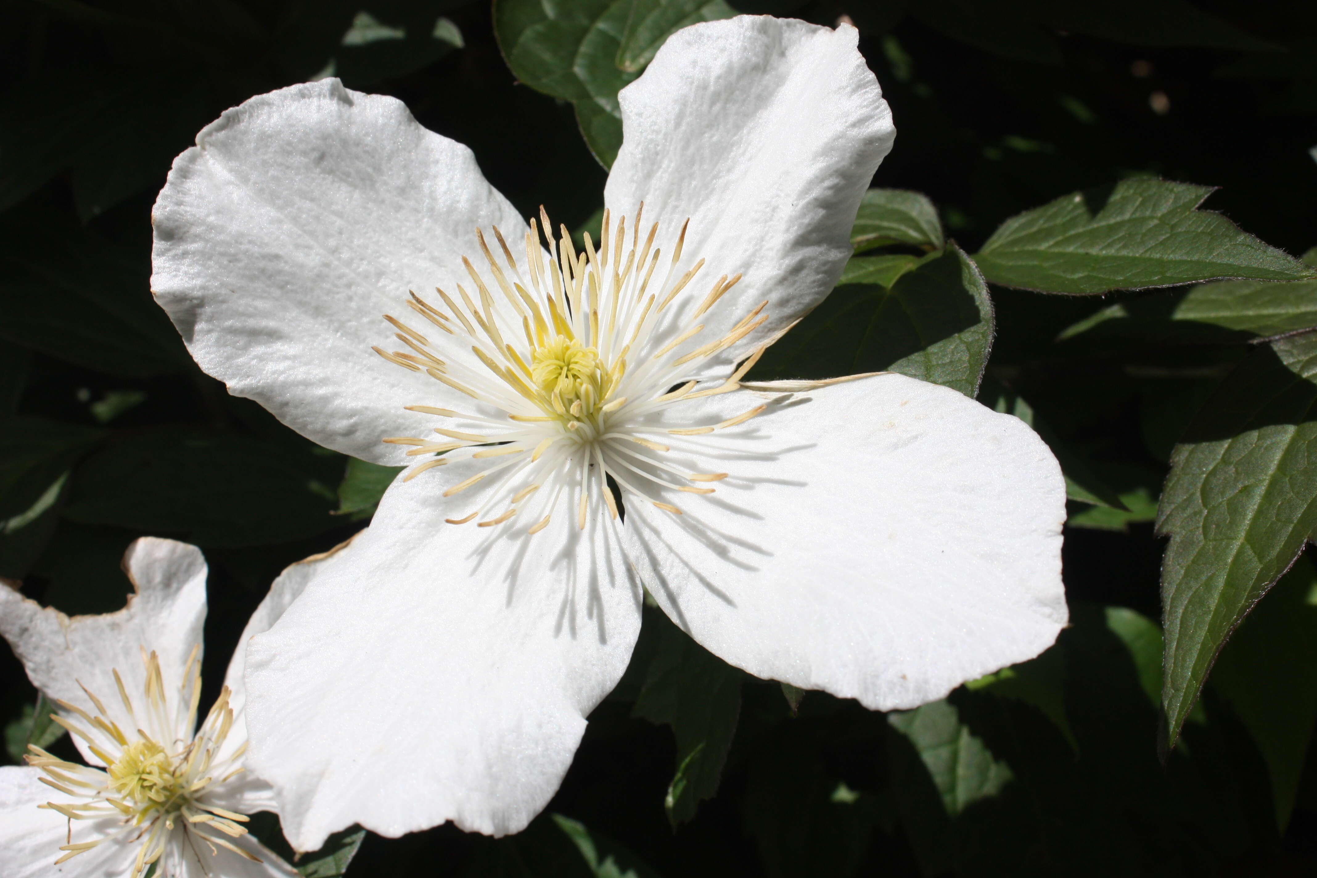 Image of Himalayan Clematis