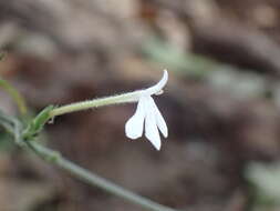 Image of Rhinacanthus latilabiatus (K. Balkwill) I. Darbysh.