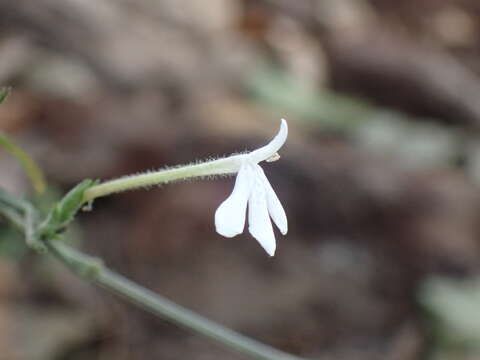 Image of Rhinacanthus latilabiatus (K. Balkwill) I. Darbysh.