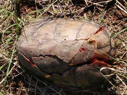 Image of Rough-footed Mud Turtle