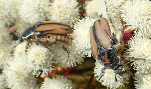 Image of Trichostetha signata (Fabricius 1775)