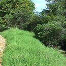 Image of Kikuyu Grass