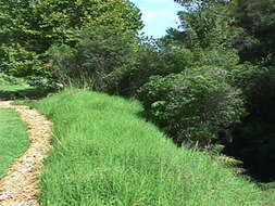 Image of Kikuyu Grass