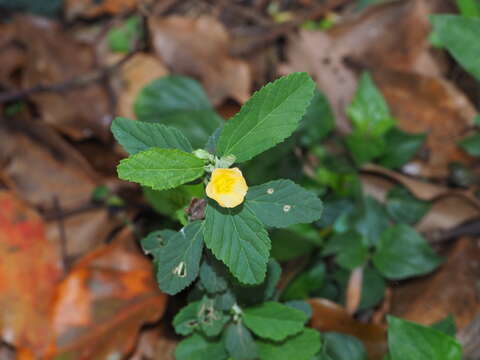 Plancia ëd Sida rhombifolia subsp. rhombifolia