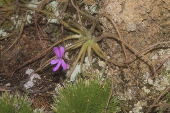 Image of Pinguicula gypsicola T. S. Brandeg.