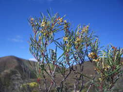 Image of Searsia rosmarinifolia (Vahl) F. A. Barkley