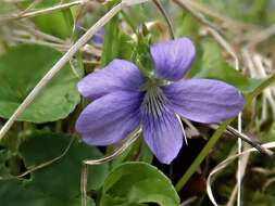 Слика од Viola cucullata Ait.